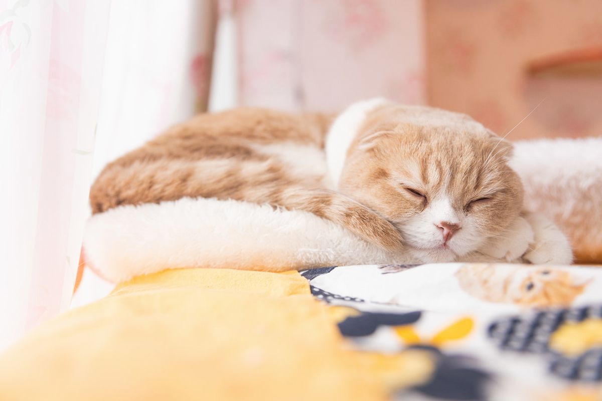 眠い