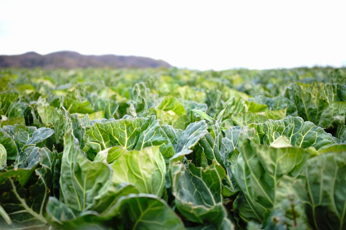 生野菜